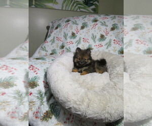 Pomeranian Puppy for Sale in COOKEVILLE, Tennessee USA