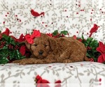 Small Photo #4 Goldendoodle (Miniature) Puppy For Sale in KIRKWOOD, PA, USA