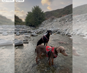 Doberman Pinscher Puppy for sale in HESPERIA, CA, USA
