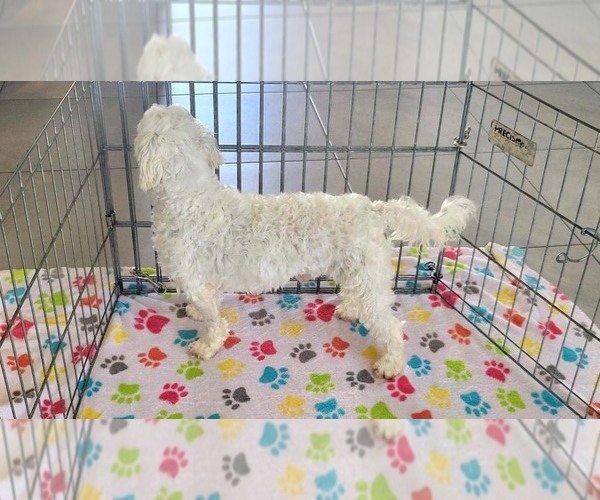 Medium Photo #5 Maltese Puppy For Sale in ORO VALLEY, AZ, USA