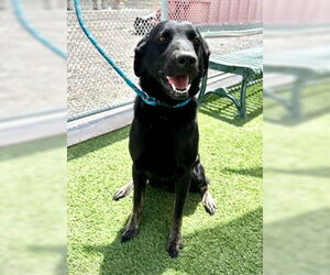 Shepradors Dogs for adoption in Lathrop, CA, USA