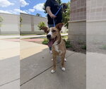 Emma - Female Labrador Retriever-Unknown Mix Dog for Adoption - Small photo