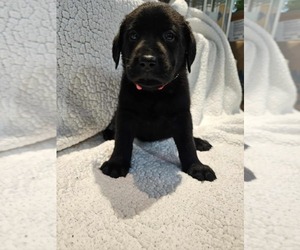 Medium Labrador Retriever