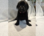 Puppy Pink Labrador Retriever