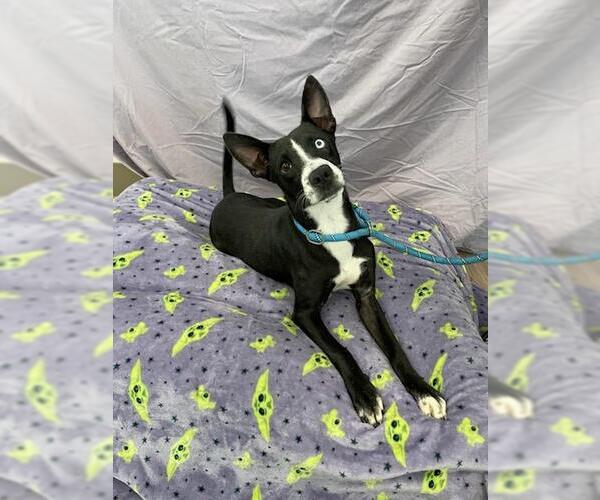 Medium Photo #2 Catahoula Leopard Dog-Labrador Retriever Mix Puppy For Sale in Baytown, TX, USA