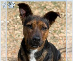 Staffordshire Bull Terrier-Unknown Mix Dogs for adoption in Sugar Land, TX, USA