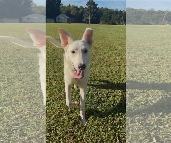 Medium Photo #5 Siberian Husky-Unknown Mix Puppy For Sale in Virginia Beach, VA, USA