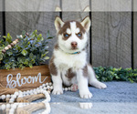 Small Photo #10 Siberian Husky Puppy For Sale in SHREVE, OH, USA