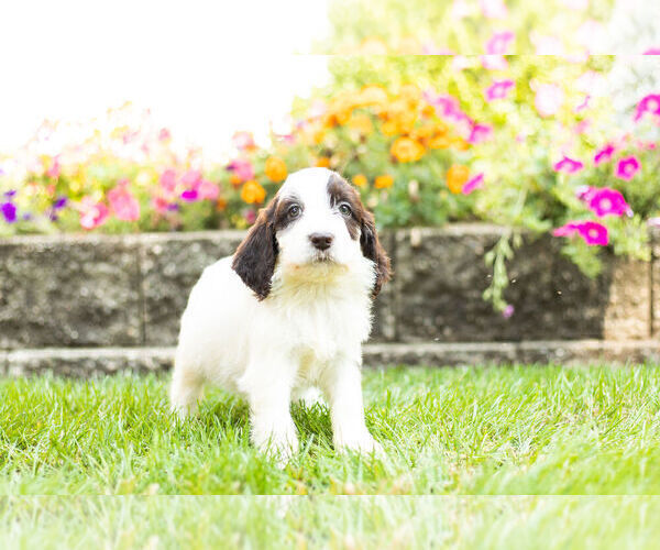 Medium Photo #9 Springerdoodle Puppy For Sale in NAPPANEE, IN, USA