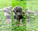 Puppy Daisy Aussiedoodle-Poodle (Standard) Mix