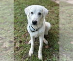 Small #1 Great Pyrenees Mix