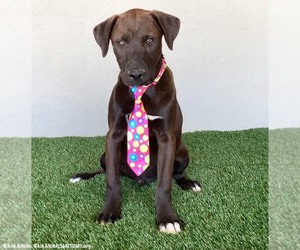 Jax - Male Chocolate Labrador retriever-Weimaraner Mix Dog for Adoption - Photo #6