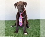 Small #5 Chocolate Labrador retriever-Weimaraner Mix