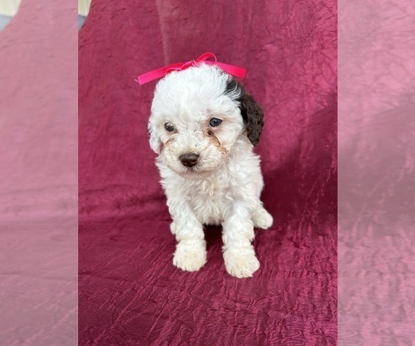 Medium Photo #1 Poodle (Miniature) Puppy For Sale in SPARTA, KY, USA