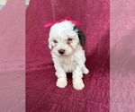 Puppy 7 Poodle (Miniature)