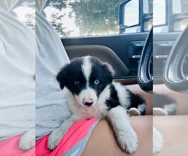 Medium Photo #10 Miniature Australian Shepherd Puppy For Sale in BELLVILLE, TX, USA