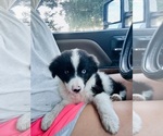 Small #9 Miniature Australian Shepherd