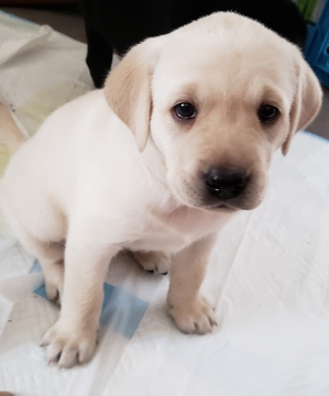 Medium Photo #1 Labrador Retriever Puppy For Sale in LONG VALLEY, NJ, USA
