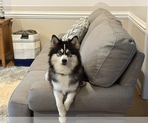 Mother of the Pomsky puppies born on 08/28/2025
