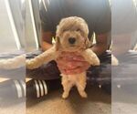 Small #2 Goldendoodle (Miniature)