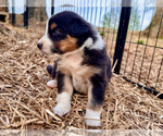 Puppy Meshi Australian Shepherd