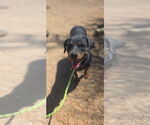 Small #11 Rottweiler