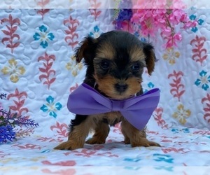 YorkiePoo Puppy for sale in LANCASTER, PA, USA