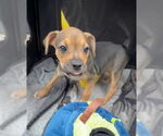 Small #1 Labrador Retriever Mix