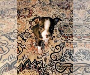 Chihuahua-Fox Terrier (Smooth) Mix Puppy for sale in TYRONE, PA, USA