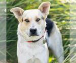 Small #1 German Shepherd Dog Mix