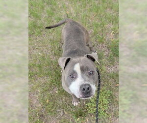 Mutt Dogs for adoption in Forestville, MD, USA