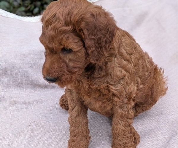 Medium Photo #44 Irish Doodle Puppy For Sale in GOSHEN, IN, USA