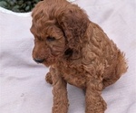 Small Photo #44 Irish Doodle Puppy For Sale in GOSHEN, IN, USA
