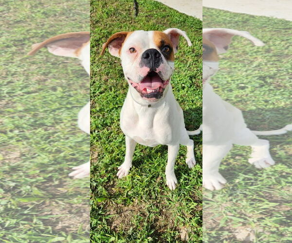 Medium Photo #2 Boxer Puppy For Sale in Dumont, NJ, USA