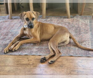 Devin - Male Mutt Dog for Adoption - Photo #2