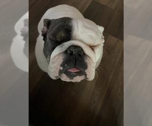 English Bulldog Puppy for sale in GAINESVILLE, GA, USA
