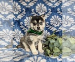 Small Photo #3 Pomsky Puppy For Sale in EPHRATA, PA, USA