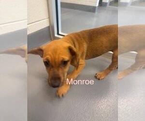 Labrador Retriever-Unknown Mix Dogs for adoption in Hilton Head, SC, USA