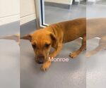 Small Labrador Retriever Mix