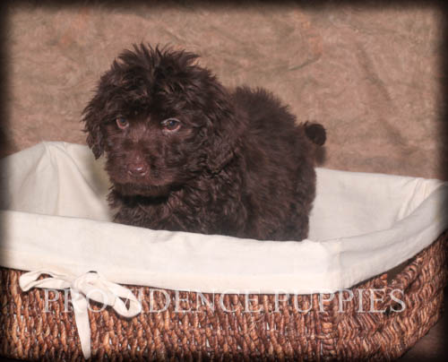 Medium Photo #1 Labradoodle Puppy For Sale in WAYLAND, IA, USA