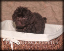 Small Photo #1 Labradoodle Puppy For Sale in WAYLAND, IA, USA