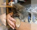 Small Photo #6 Pomeranian Puppy For Sale in FRESNO, CA, USA