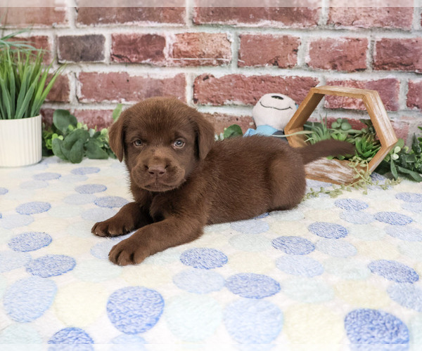 Medium Photo #3 Labrador Retriever Puppy For Sale in SYRACUSE, IN, USA