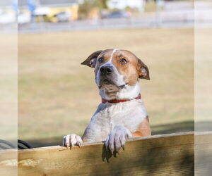 Mutt Dogs for adoption in  Gainesville, FL, USA