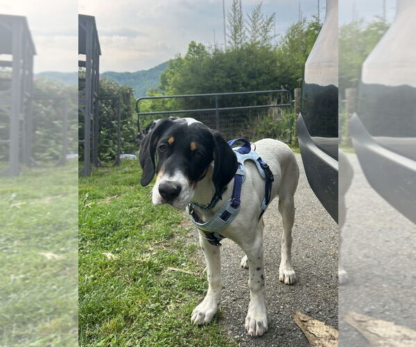 Medium Photo #4 Mutt Puppy For Sale in Candler, NC, USA