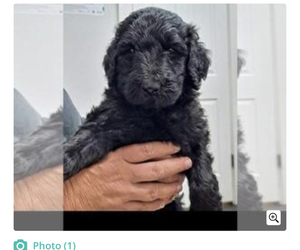 Labradoodle Puppy for sale in RICHMOND, VA, USA