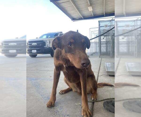 Medium Photo #1 Doberman Pinscher-Unknown Mix Puppy For Sale in Bakersfield, CA, USA