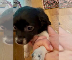 Chihuahua-Unknown Mix Dogs for adoption in Holly Springs, NC, USA