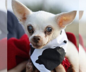 Chihuahua-Unknown Mix Dogs for adoption in San Antonio, TX, USA