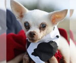Small Chihuahua Mix
